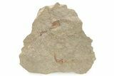 Ordovician Carpoid Fossil - Ktaoua Formation, Morocco #289225-1